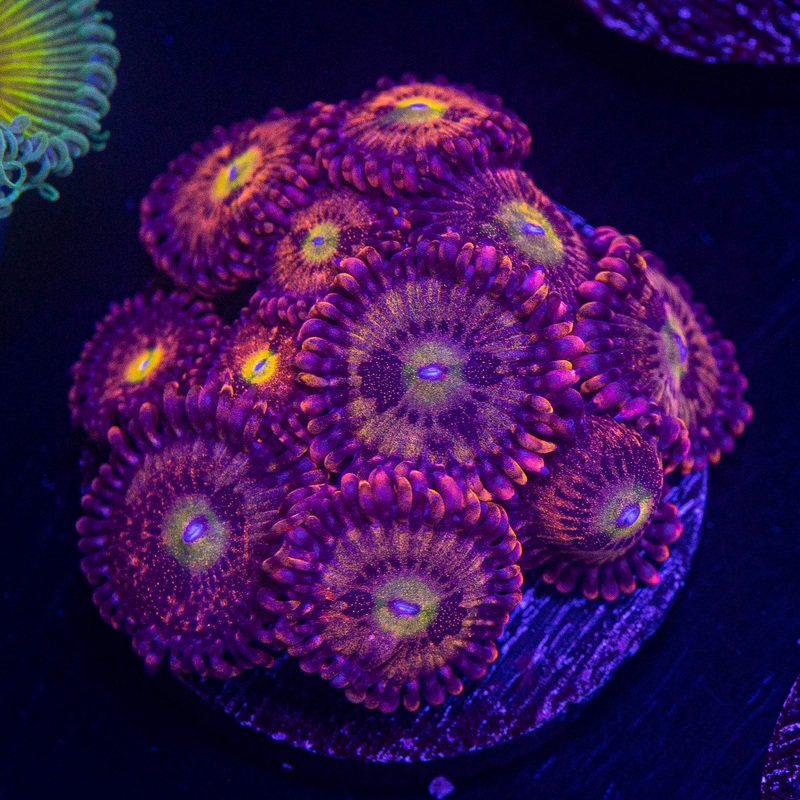 Pink and Gold Zoas