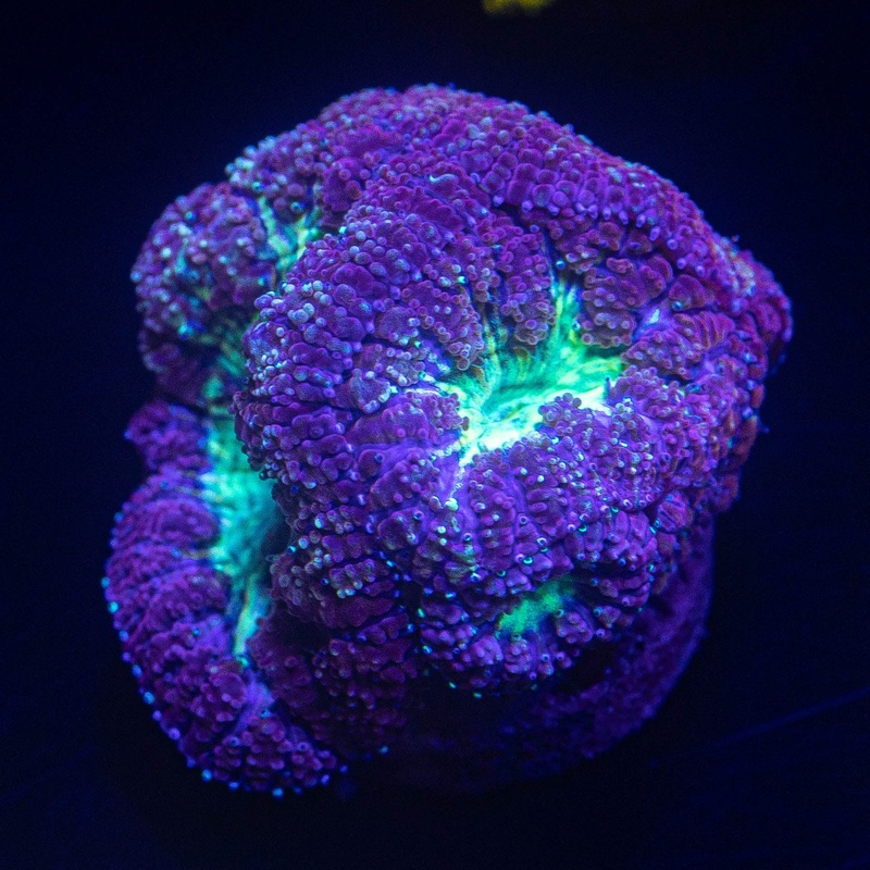 Poison Berry Blasto