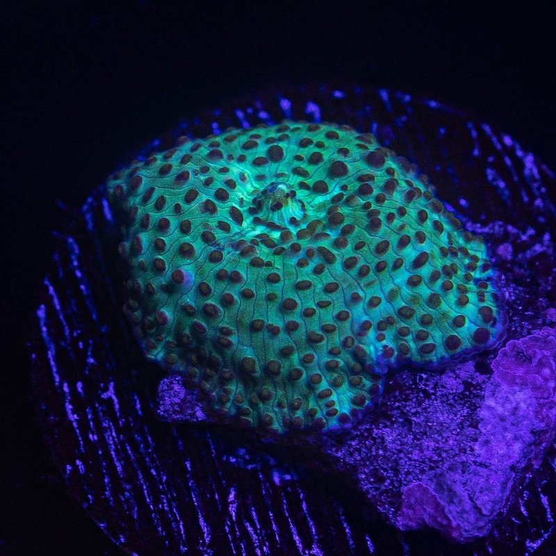 Polka Dot Discosoma