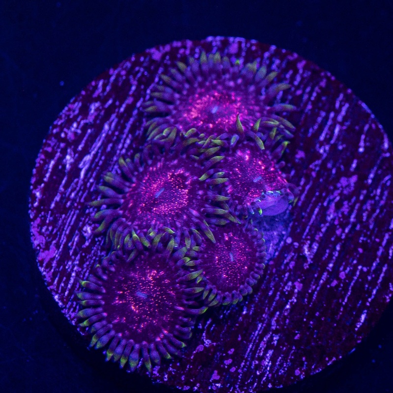 Supernova Zoas