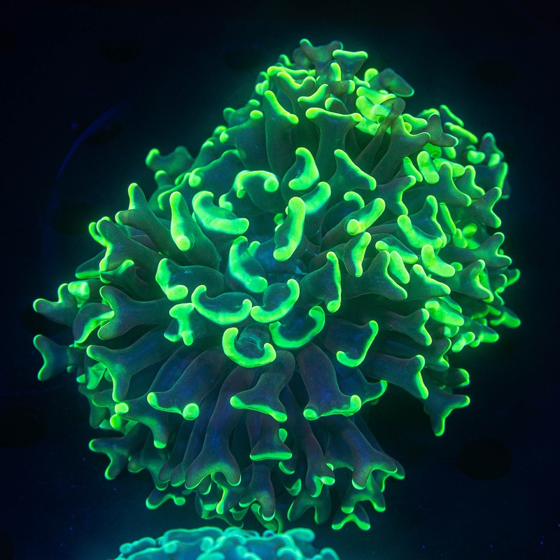 Toxic Aussie Hammer FAT