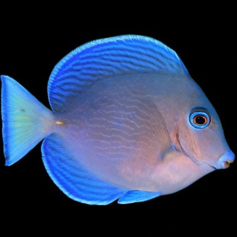 Acanthurus coeruleus (Blue Caribbean Tang)