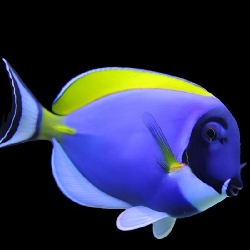 Acanthurus leucosternon (Powder Blue tang)