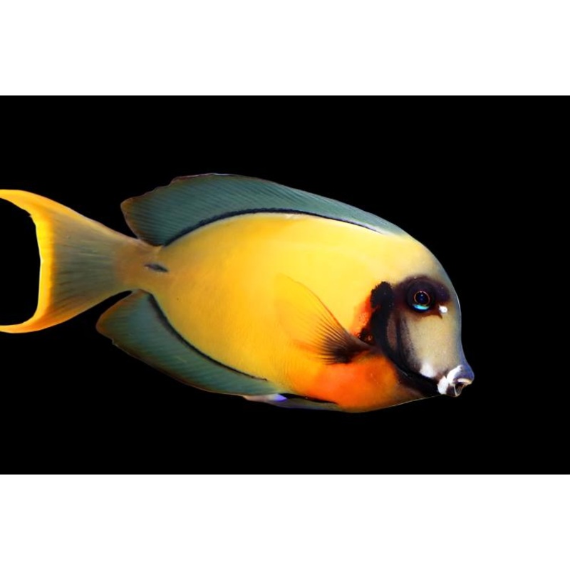 Acanthurus pyroferus (Chocolate Tang)