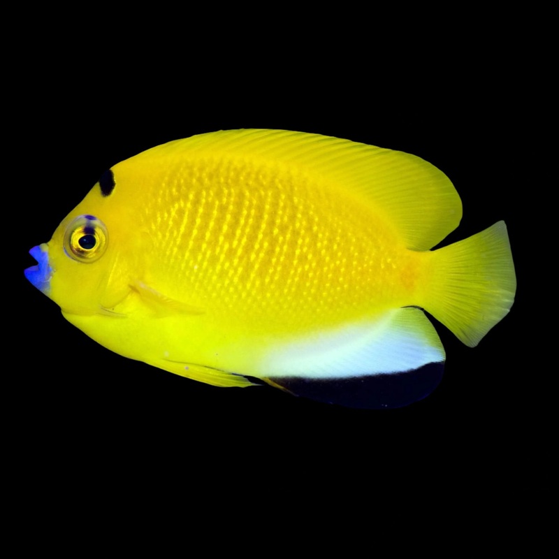 Apolemichthys trimaculatus (Flagfin Angelfish)