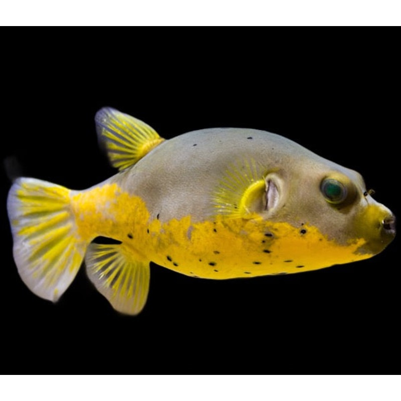 Arothron nigropunctatus (Dog Face Puffer Yellow belly)