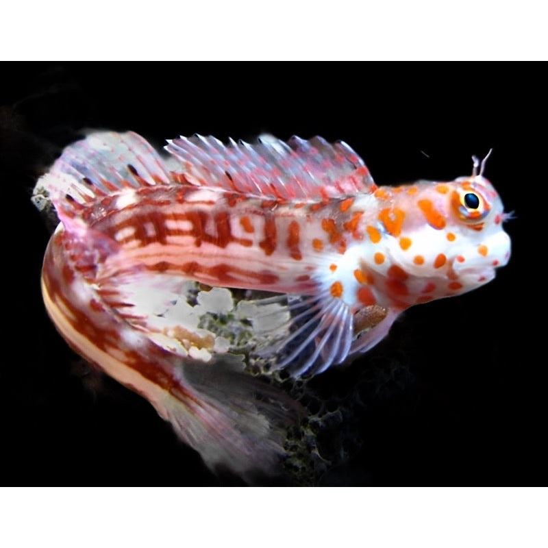 Blenniella chrysospilos (Orange Spotted Blenny)
