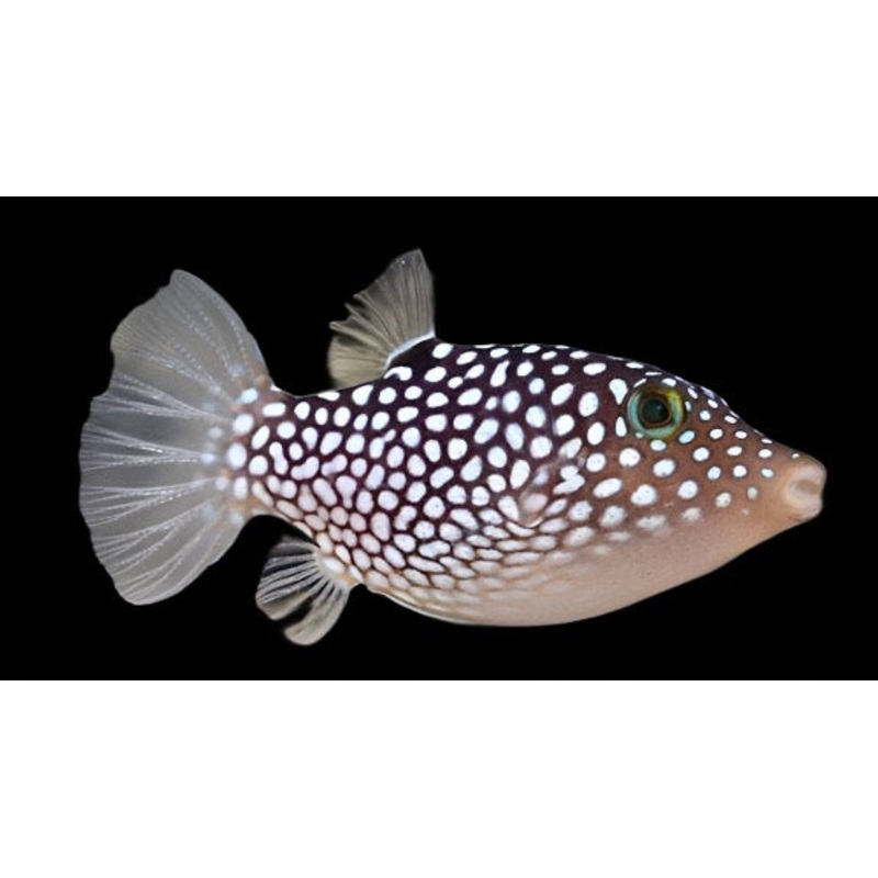 Canthigaster jactator (White Spotted Sharpnose Puffer)