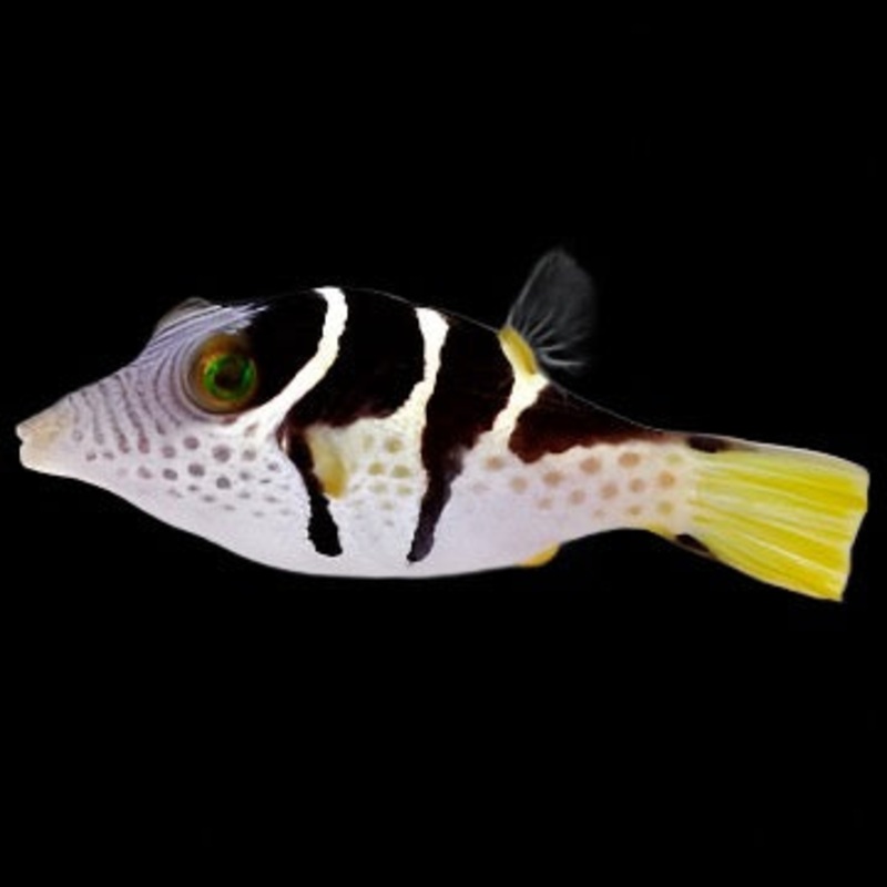 Canthigaster valentini (Valentini Puffer)