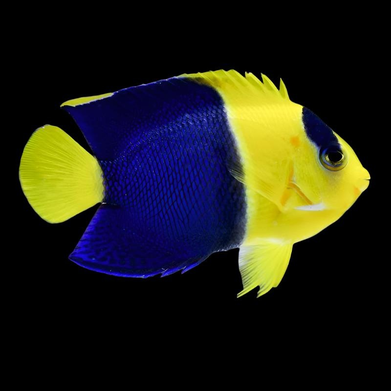 Centropyge bicolor (Bicolor Angelfish)