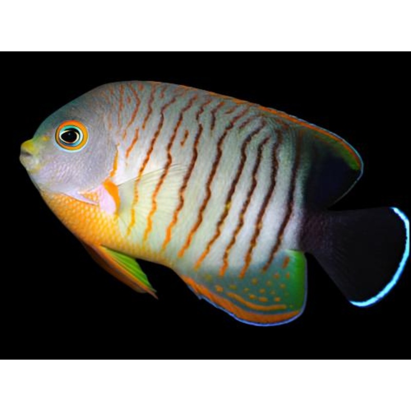 Centropyge eibli (Eibl's Angelfish)