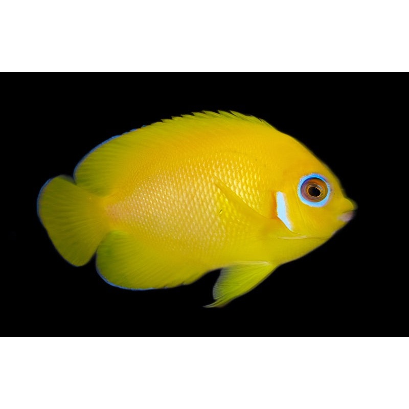 Centropyge flavissima (Lemonpeel Angelfish)