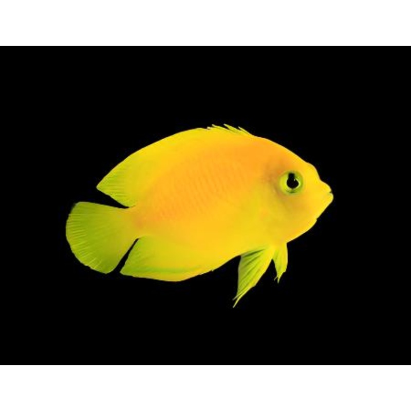 Centropyge Heraldi (Yellow Angelfish)