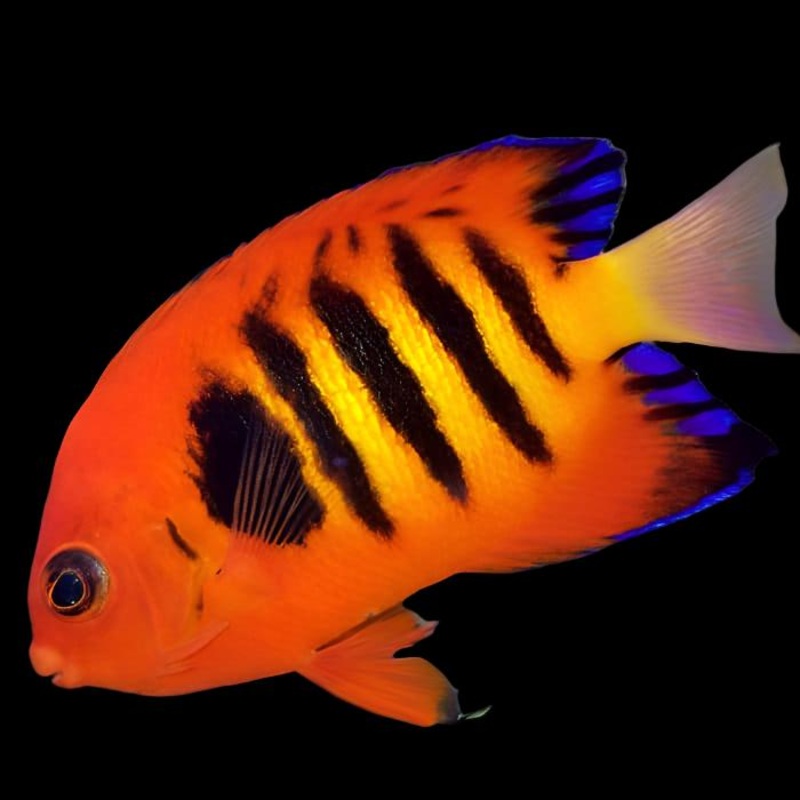 Centropyge loricula (Flame Angelfish)