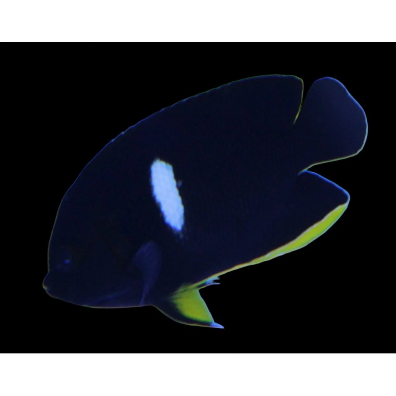 Centropyge tibicin (Tibicen Keyhole Angelfish)