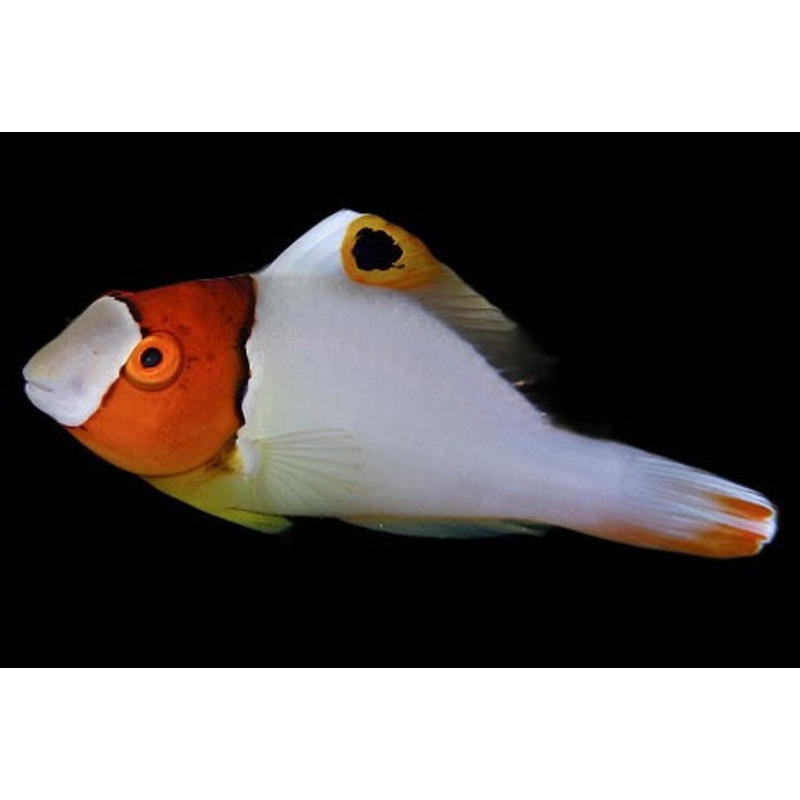 Cetoscarus bicolor (Bicolor Parrotfish)