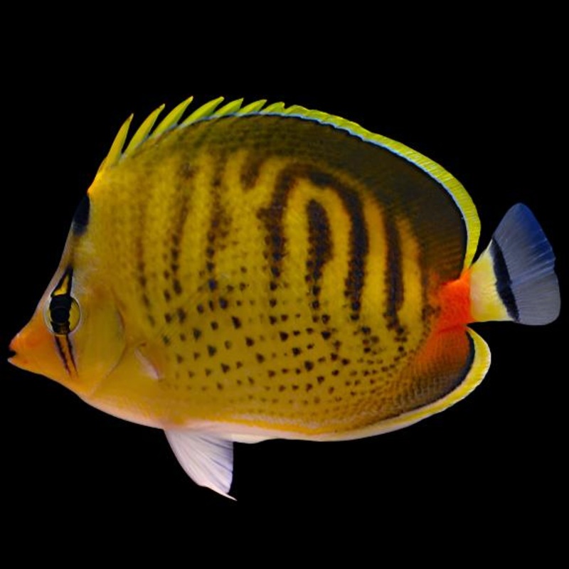 Chaetodon punctatofasciatus (Dot Dash Punctato Fasciatus)