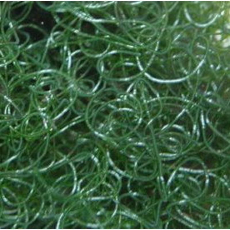 Chaetomorpha