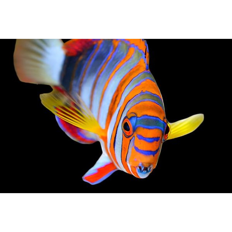 Choerodon fasciatura australia (Harlequin Tusk Wrasse australia)