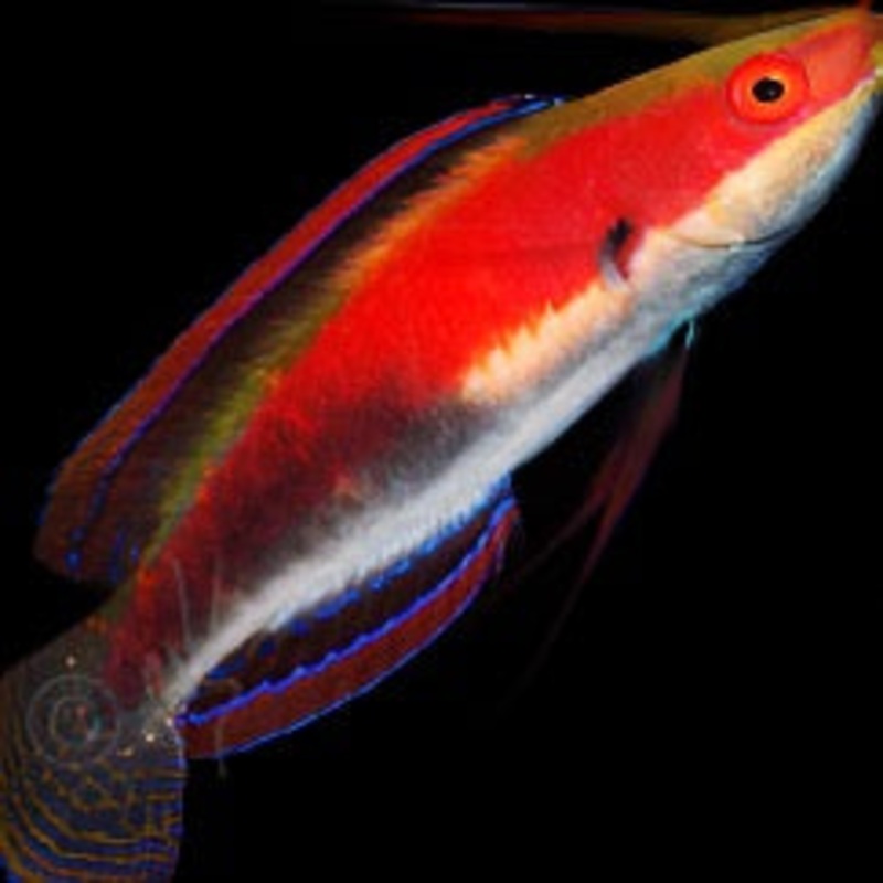Cirrhilabrus katherinae (Katherine's Fairy Wrasse)