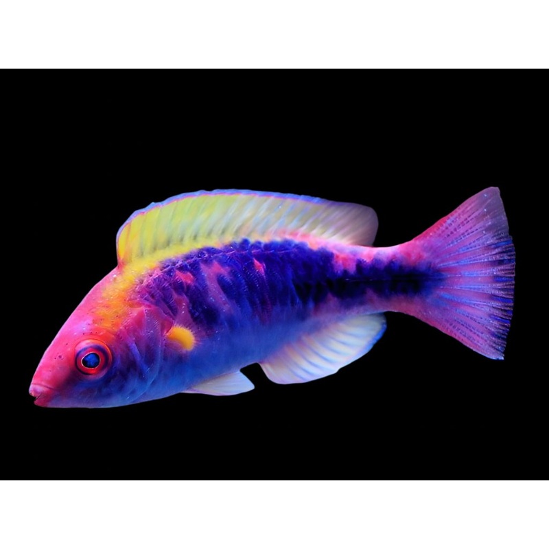 Cirrhilabrus lubbocki (Lubbock Fairy Wrasse)