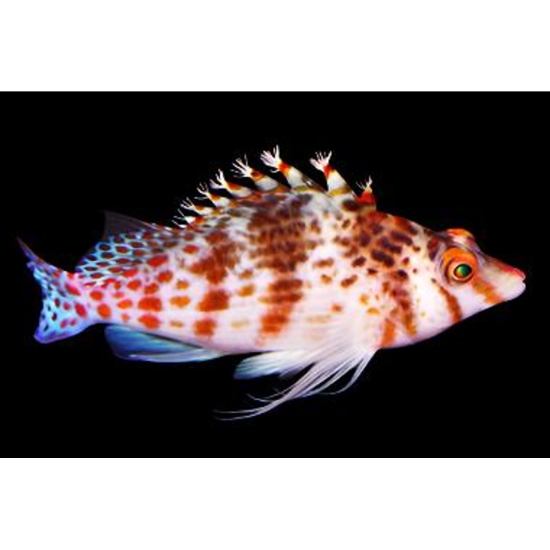 Cirrhitichthys falco (Falco Hawkfish)