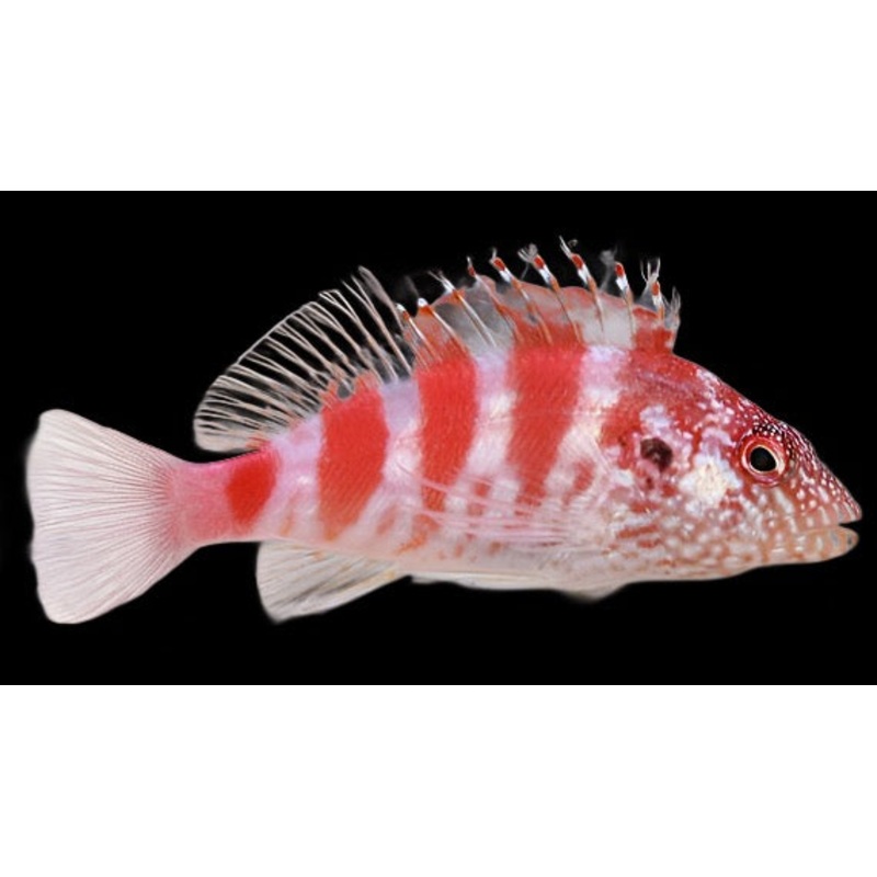 Cirrhitops fasciatus (Red Banded Hawk Fish)