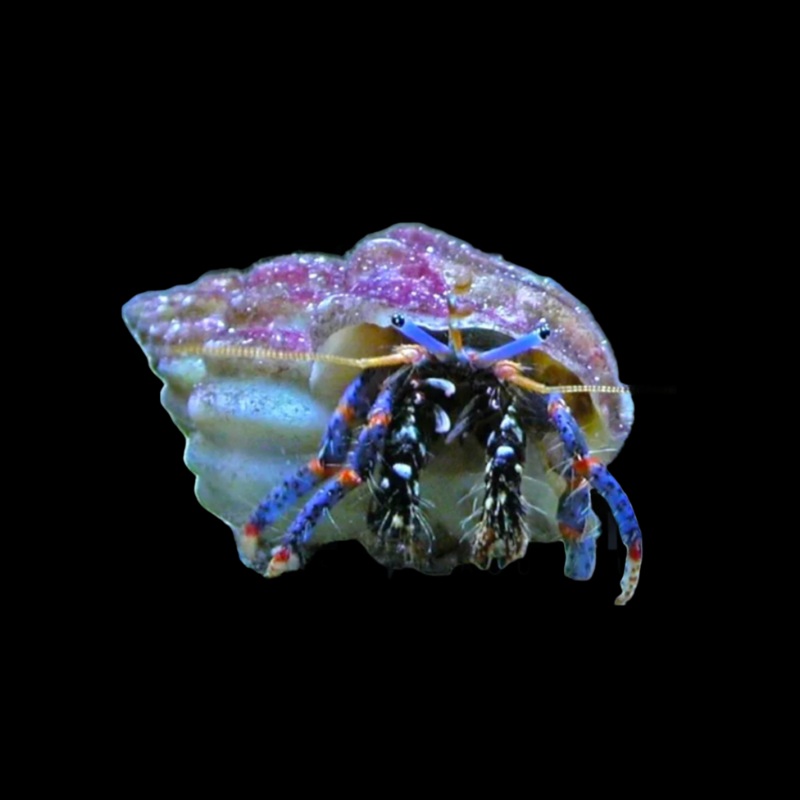 Clibanarius tricolor (Blue Leg Hermit)  Nettoyeur Essentiel pour Aquarium Rcifal