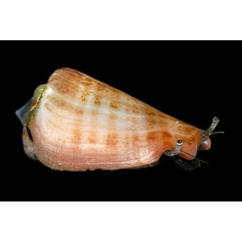 Conomurex luhuanus (Strawberry Conch)