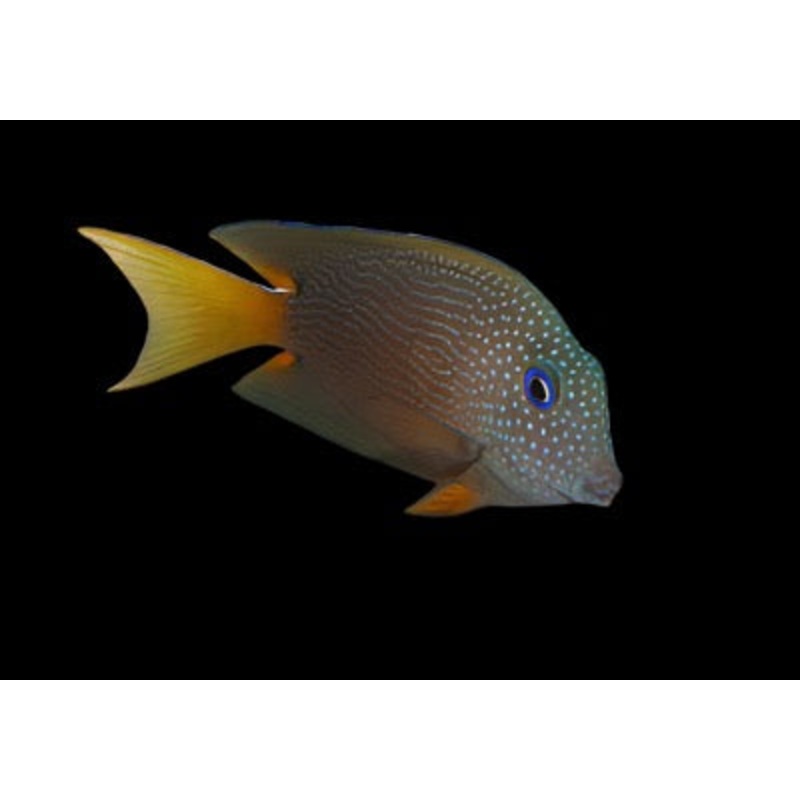 Ctenochaetus binotatus (Blue eye Kole tang)