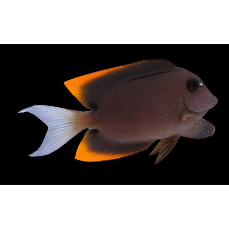 Ctenochaetus tominiensis (Tomini Tang)