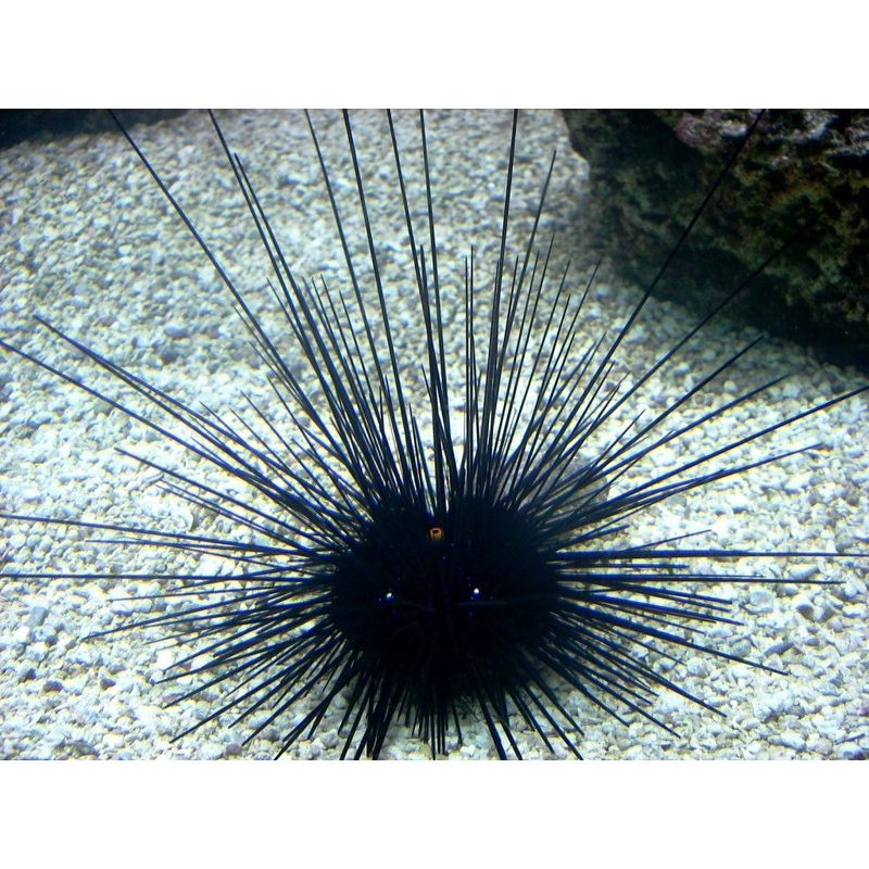Diadema setosum (Long Spine Urchin) Oursin