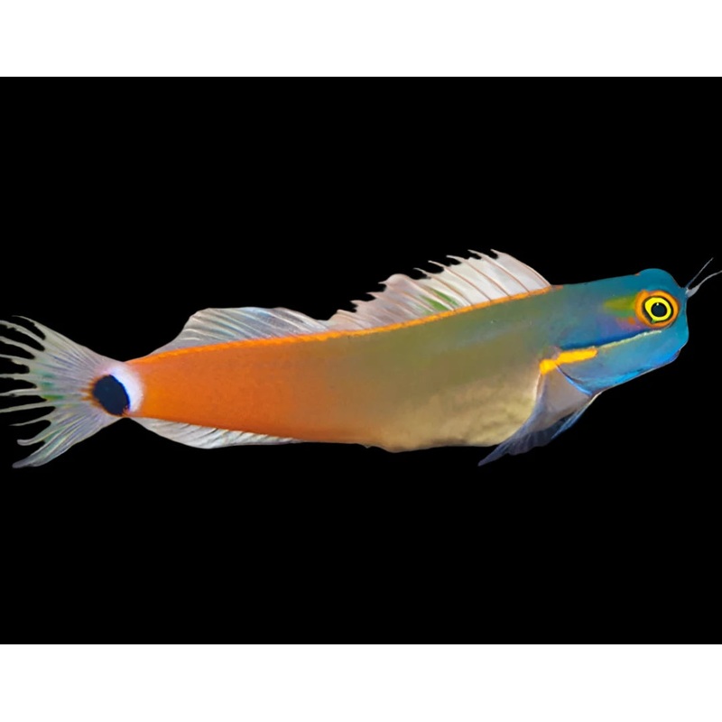 Ecsenius stigmatura (Tail Spot Blenny)