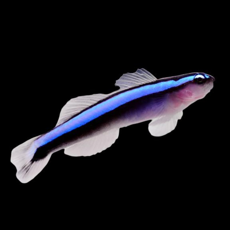 Elacatinus oceanops (Neon Blue Goby)