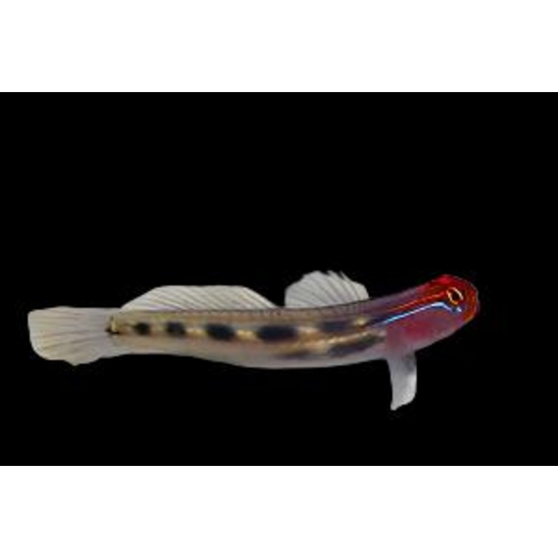 Elacatinus puncticulatus (Red Head Goby)