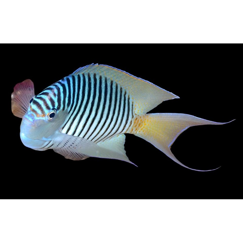 Genicanthus Angel  (Zebra Angelfish)