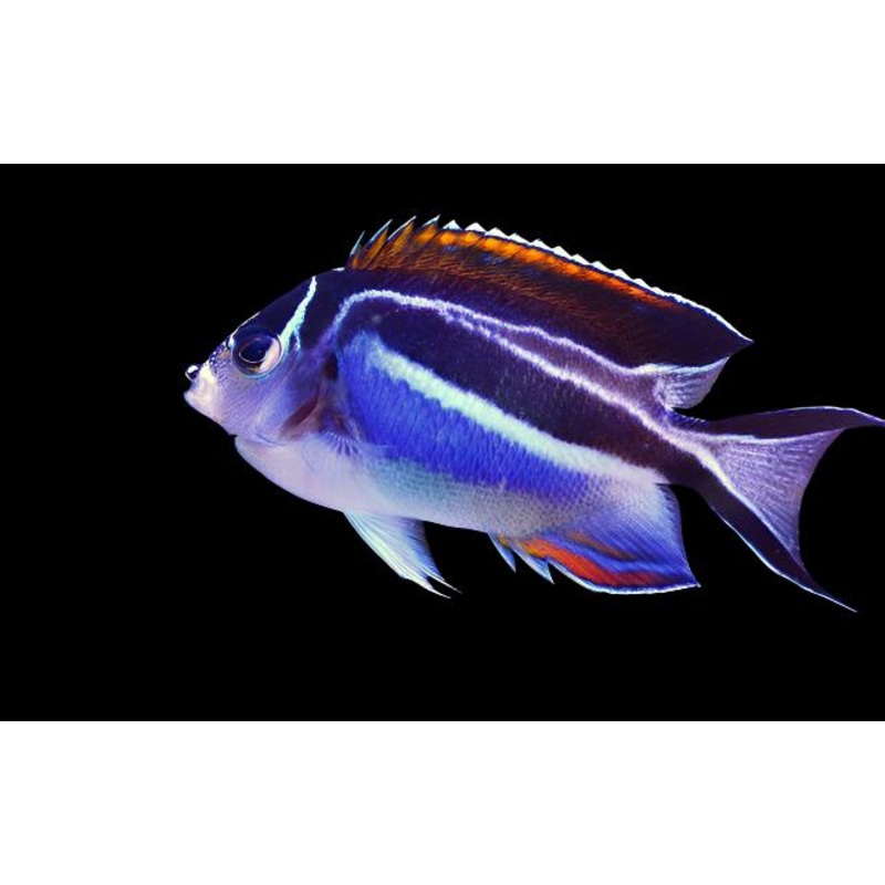 Genicanthus bellus (Bellus Angelfish) Femelle