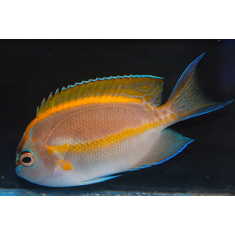 Genicanthus bellus (Bellus Angelfish) Male