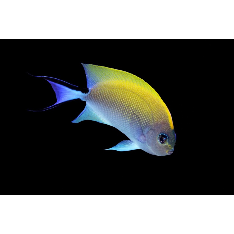 Genicanthus melanospilus (Japanese Swallowtail Angelfish)