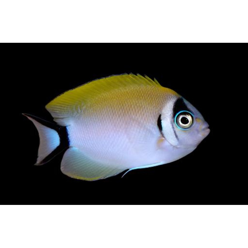 Genicanthus semifasciatus (Masked Swallowtail Angelfish)