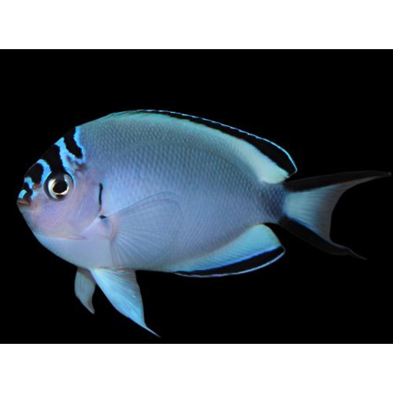 Genicanthus watanabei (Watanabe Angelfish) Femelle Reef Safe