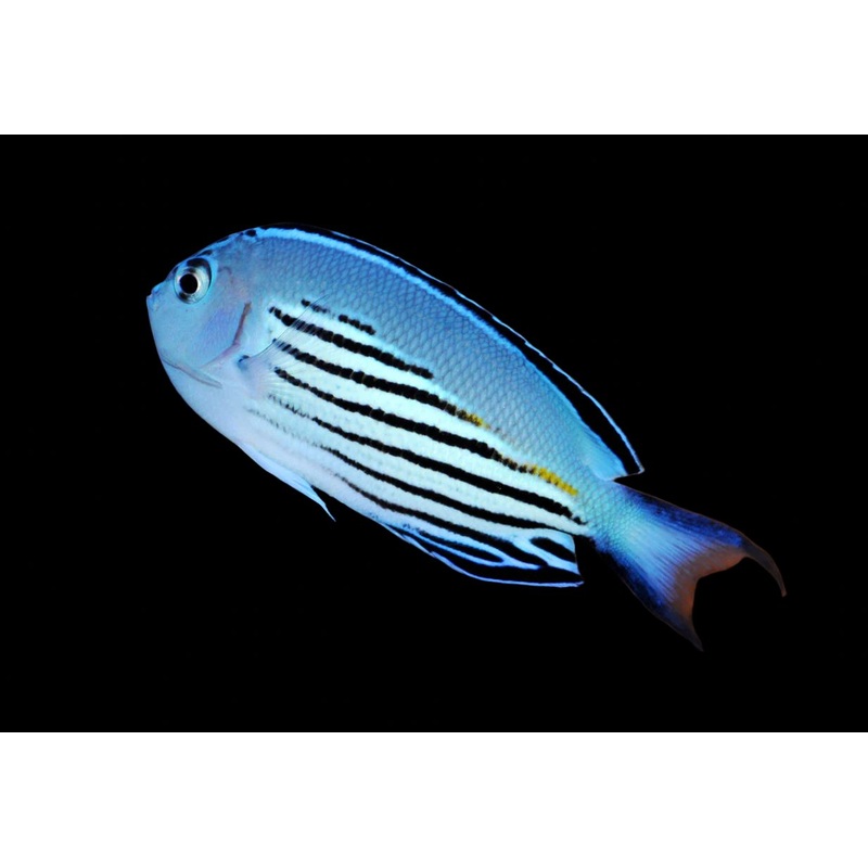 Genicanthus watanabei (Watanabe Angelfish) Male
