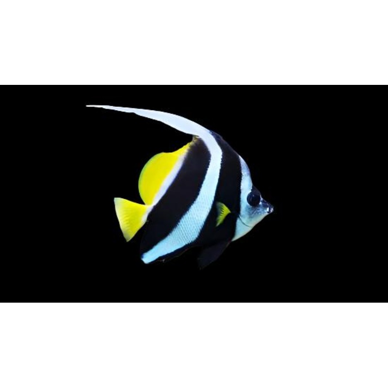 Heniochus acuminatus (Heniochus black and white)