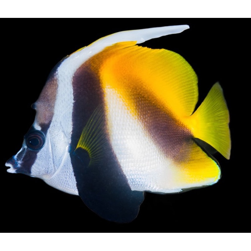 Heniochus Monceros (Masked Bannerfish)