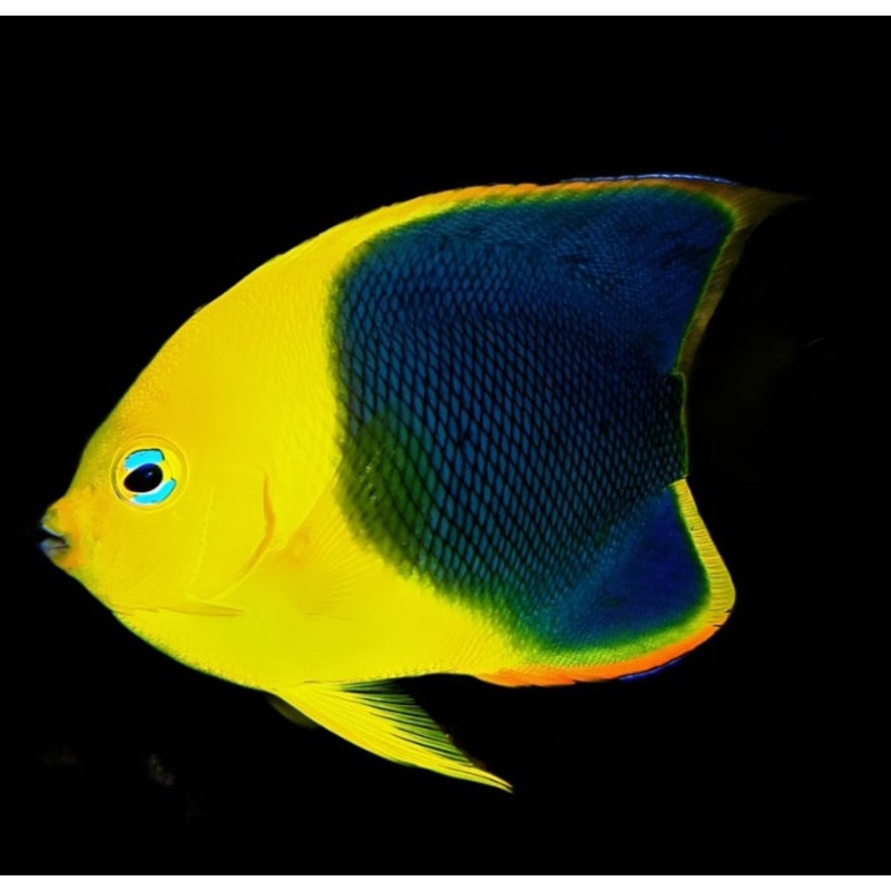 Holacanthus tricolor (Rock Beauty Angelfish)