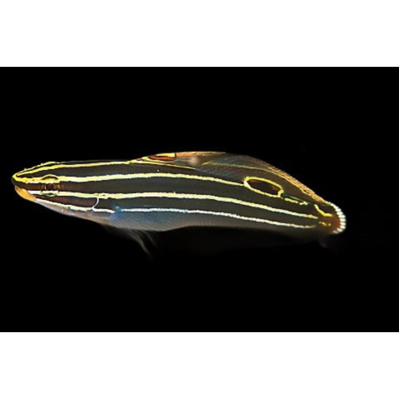 Koumansetta hectori (Hectors Goby)