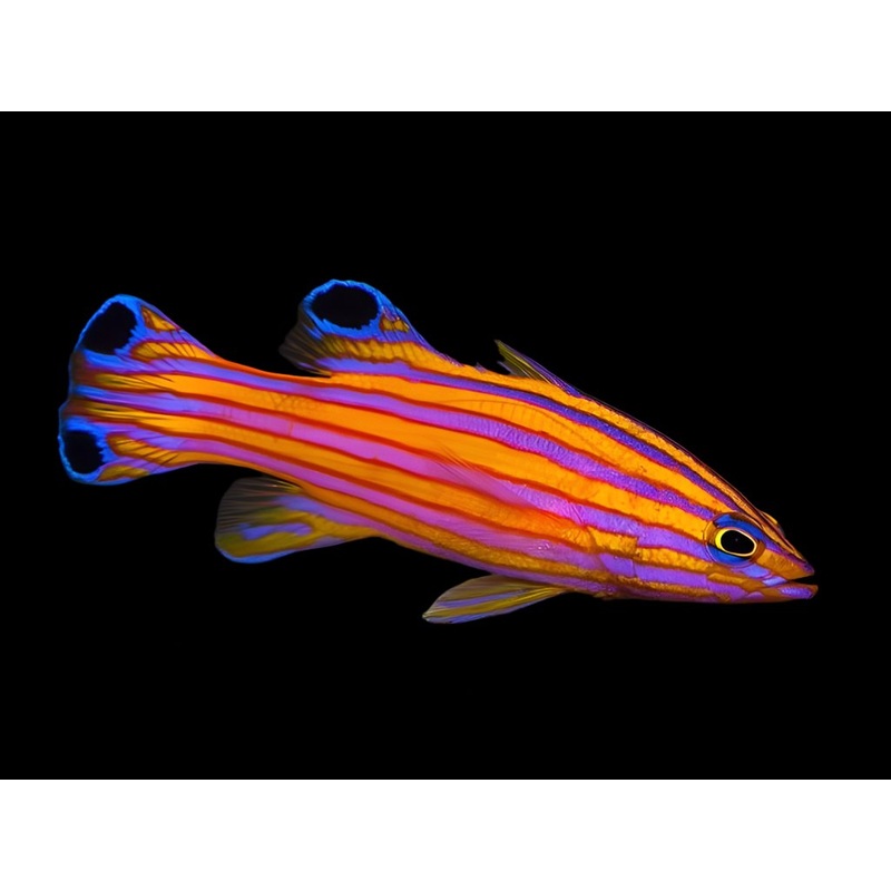 Liopropoma swalesi (Swalesi Basslet)