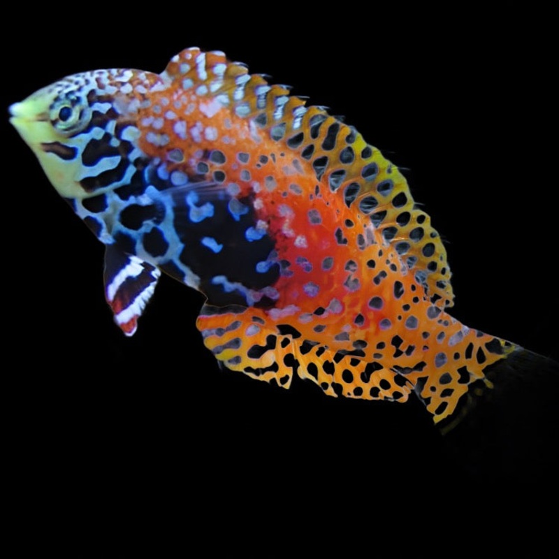 Macropharyngodon bipartitus (Blue Star Leopard Wrasse)