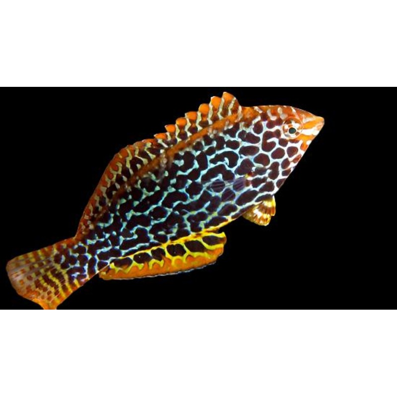 Macropharyngodon meleagris (Leopard Wrasse)