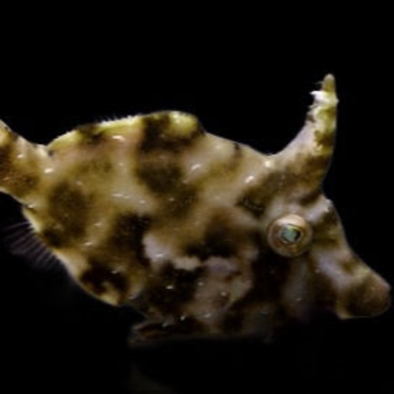 Matted Filefish mangeur dAiptasia (Acreichthys tomentosus)  liminateur Naturel dAiptasia !
